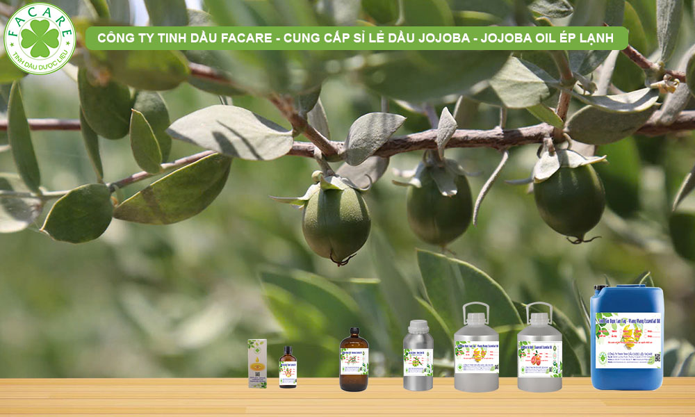 CUNG CẤP SỈ LẺ DẦU JOJOBA