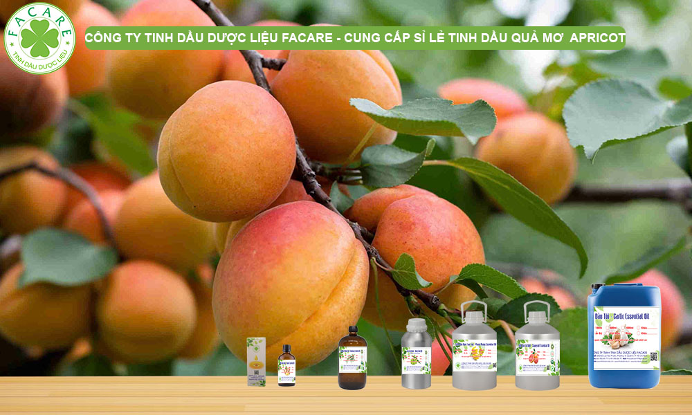 CUNG CẤP SỈ LẺ DẦU QUẢ MƠ APRICOT