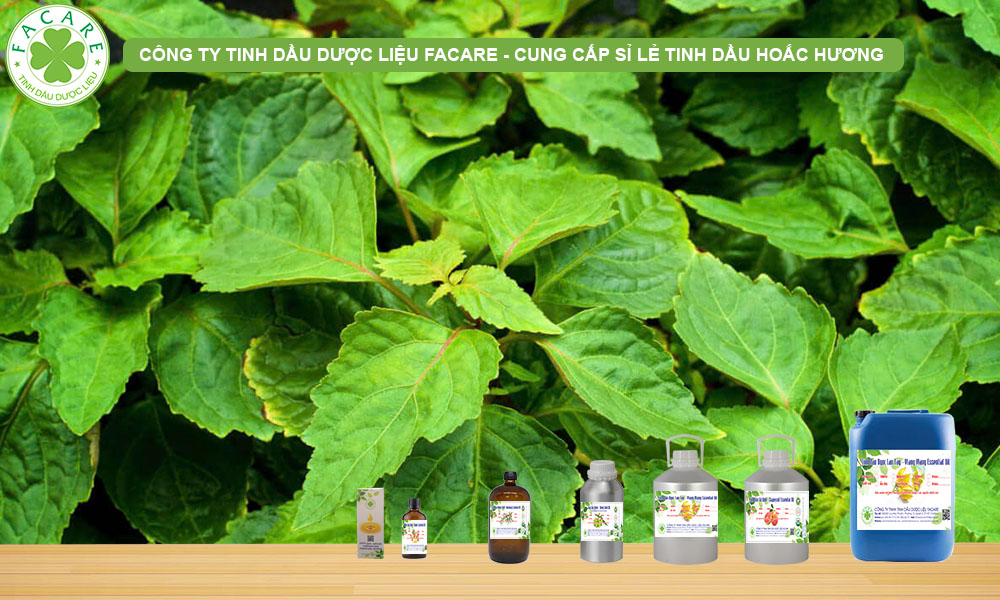 CUNG CẤP SỈ LẺ TINH DẦU HOẮC HƯƠNG PATCHOULI