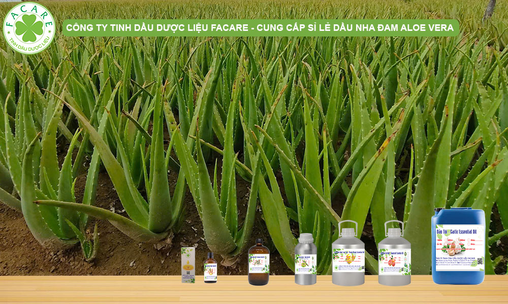 CUNG CẤP SỈ LẺ TINH DẦU LÔ HỘI