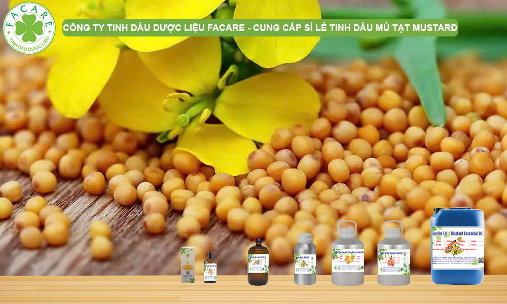 CUNG CẤP SỈ LẺ TINH DẦU MÙ TẠT MUSTARD