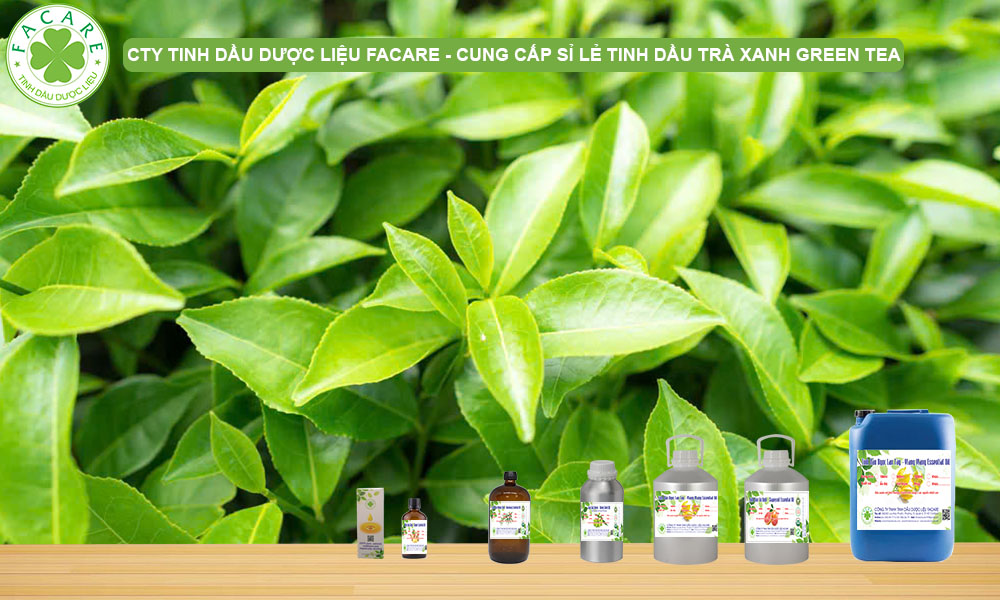 CUNG CẤP SỈ LẺ TINH DẦU TRÀ XANH GREEN TEA