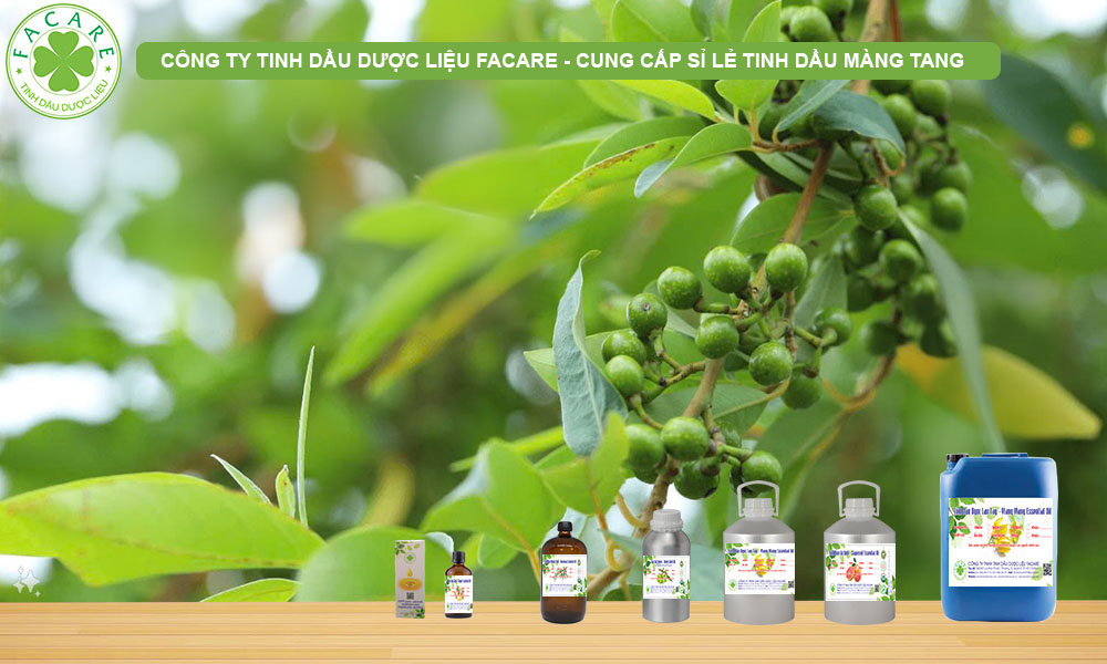 CUNG CẤP SỈ LẺ Tinh Dầu Màng Tang - Litsea Cubeba Oil