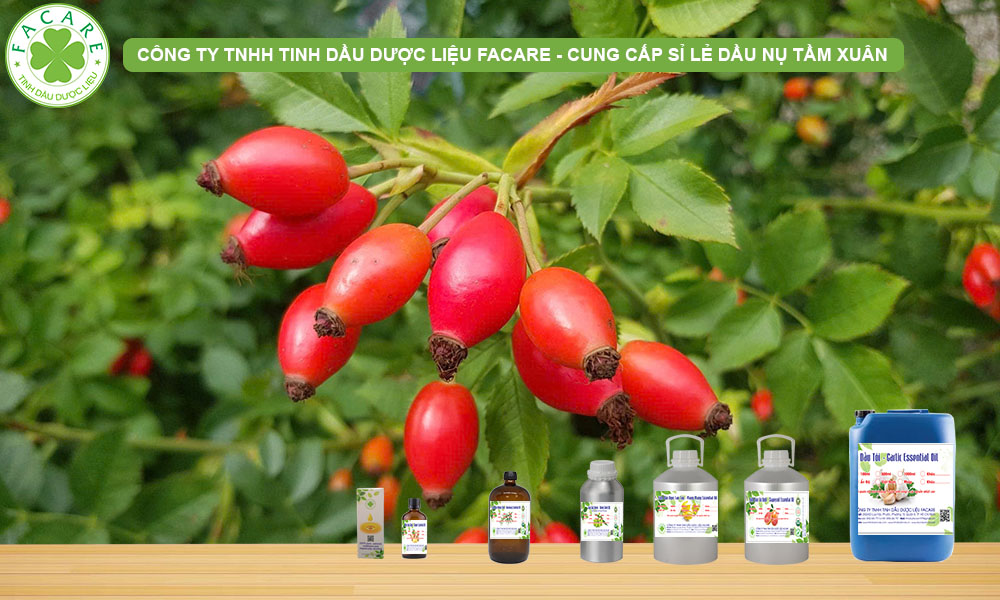 QUY CÁCH ĐÓNG GÓI DẦU NỤ TẦM XUÂN ROSEHIP