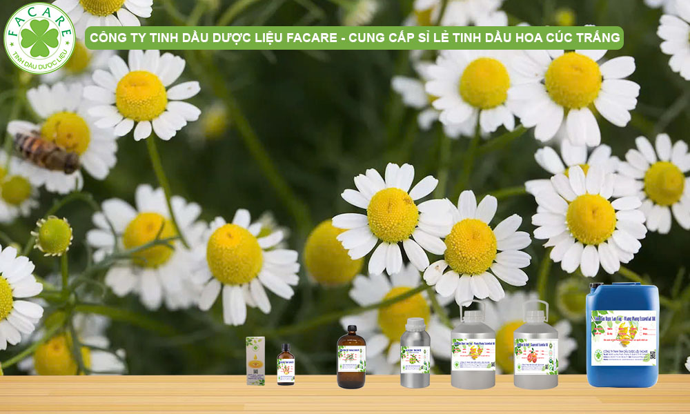 QUY CÁCH ĐÓNG GÓI TINH DẦU HOA CÚC TRẮNG Chamomile White