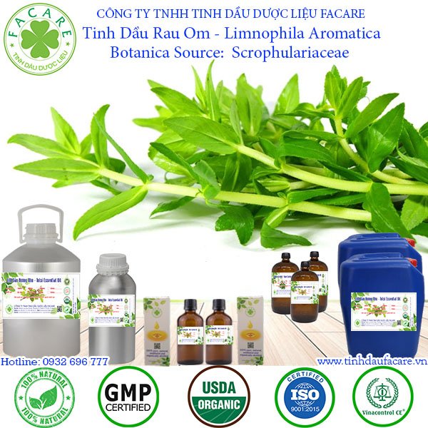 Tinh Dầu Rau Om - Limnophila Aromatica Oil