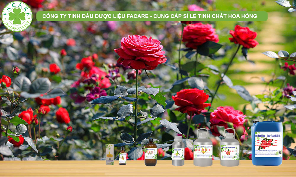 CUNG CẤP SỈ LẺ TINH CHẤT HOA HỒNG ROSE