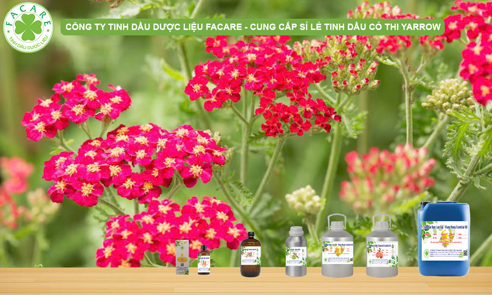 CUNG CẤP SỈ LẺ TINH DẦU CỎ THI YARROW