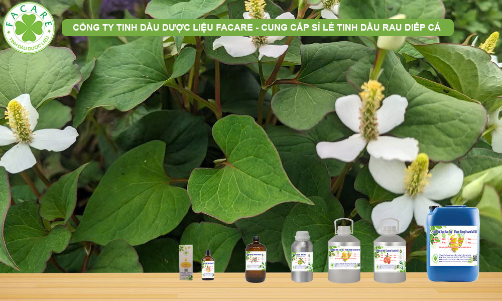 CUNG CẤP SỈ LẺ TINH DẦU DIẾP CÁ Houttuynia Cordata