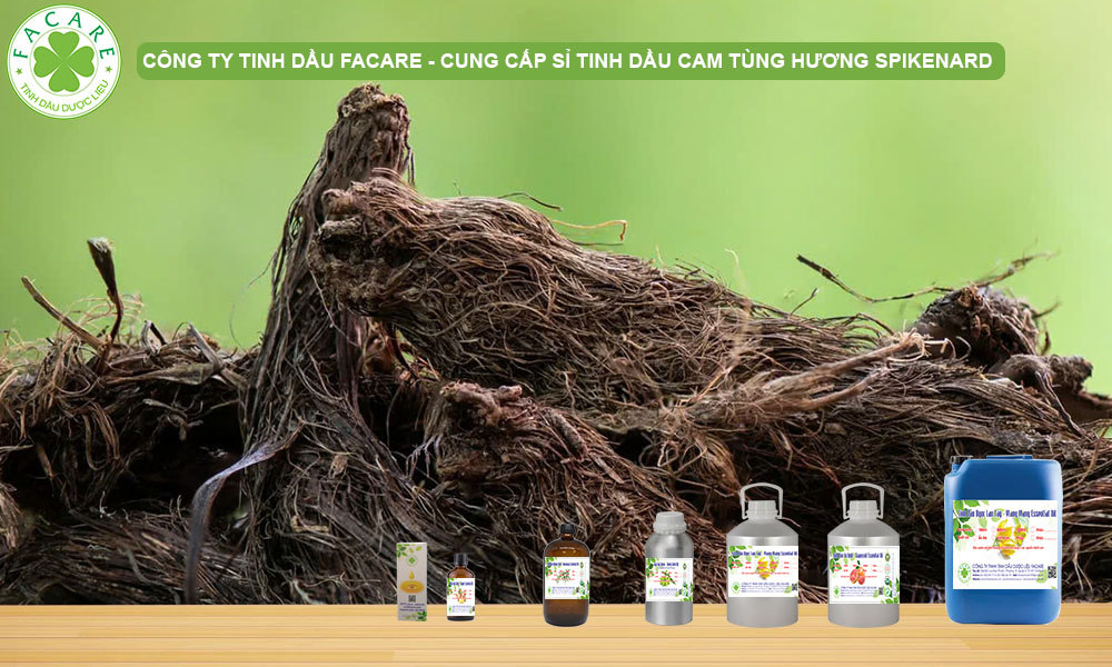 CUNG CẤP SỈ LẺ TINH DẦU Spikenard Oil