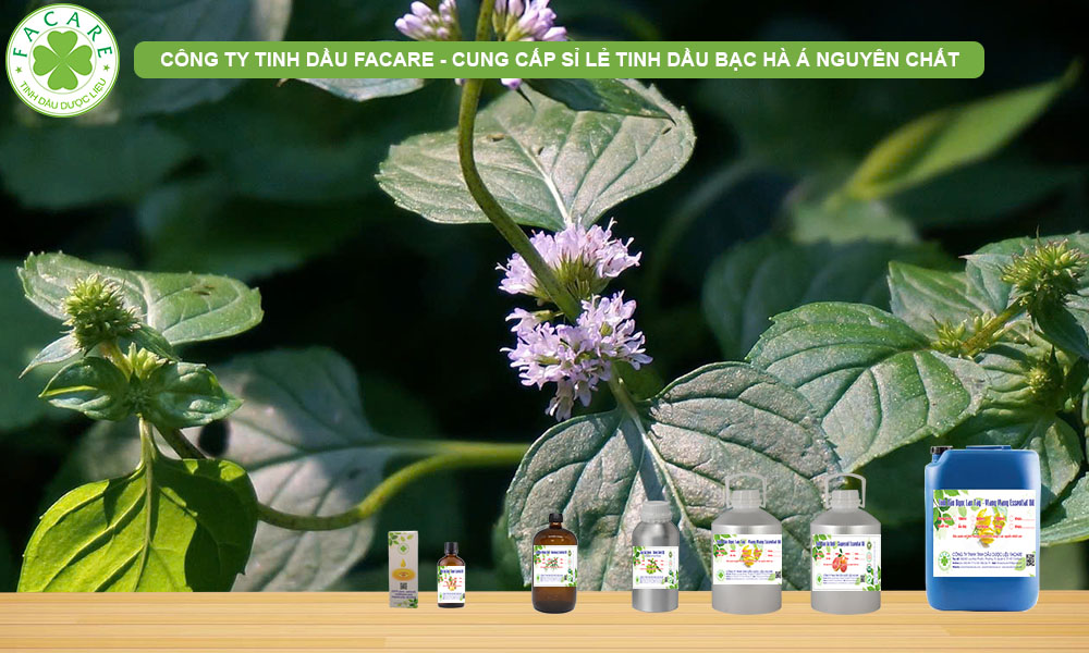 CUNG CẤP SỈ LẺ Tinh Dầu Bạc Hà Á - Cornmint Oil