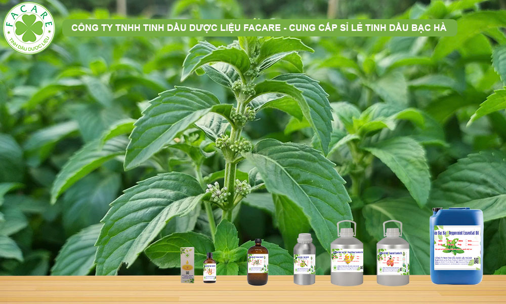 Tinh Dầu Bạc Hà (Peppermint Essential Oil)