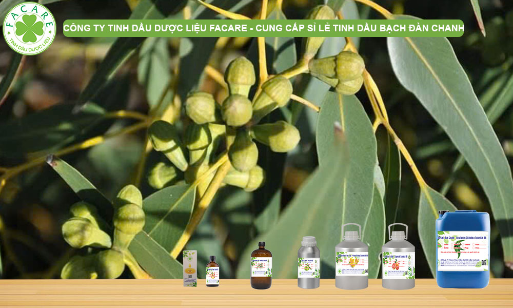 Tinh Dầu Bạch Đàn (Eucalyptus Citriodora Essential Oil)