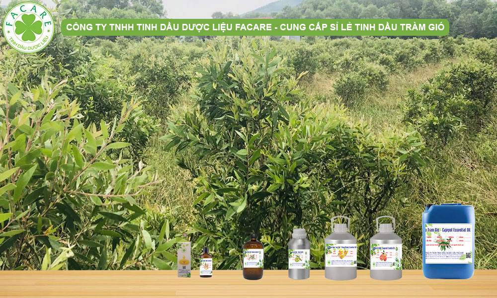 Tinh Dầu Tràm Gió (Cajeput Essential Oil)