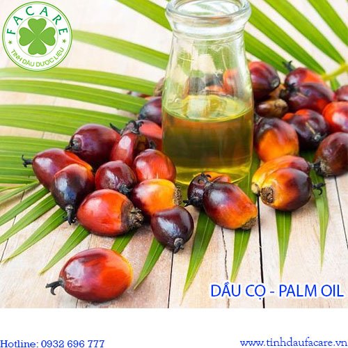 dầu cọ - palm oil
