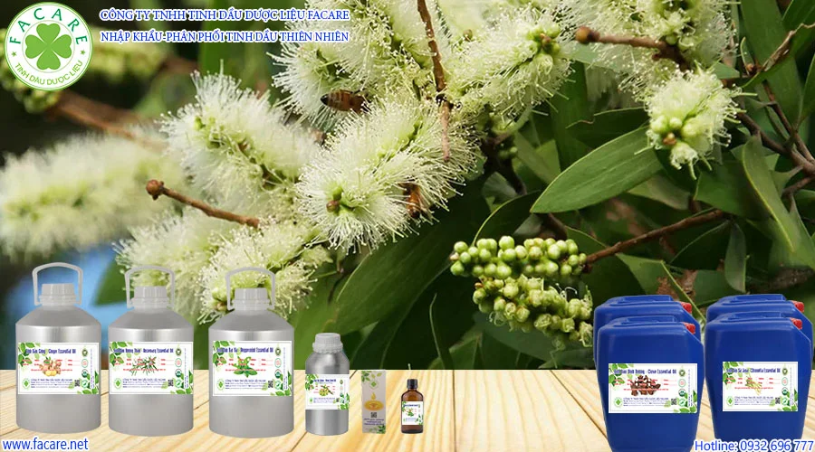 tinh dầu tràm thiên nhiên