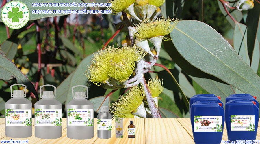 tinh dầu bạch đàn chanh Eucalyptus Citriodora