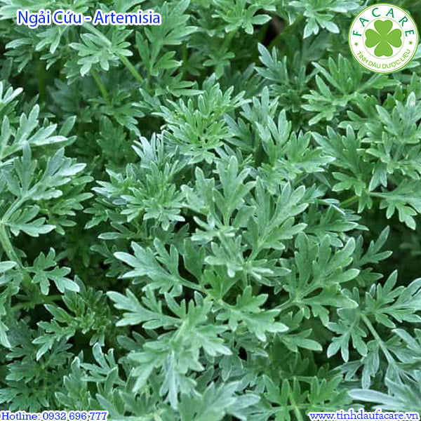 12 công dụng đáng chú ý của Tinh Dầu Ngải Cứu - Artemisia Essential Oil