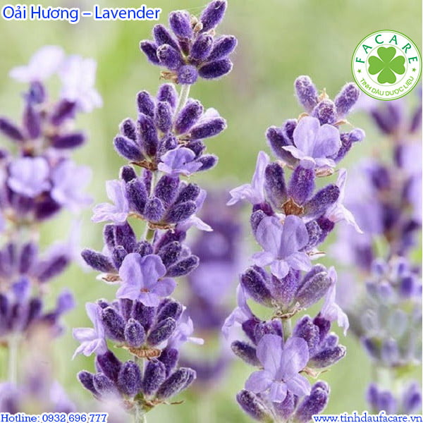 12 Công Dụng Tuyệt Vời Của Tinh Dầu Oải Hương – Lavender Essential Oil