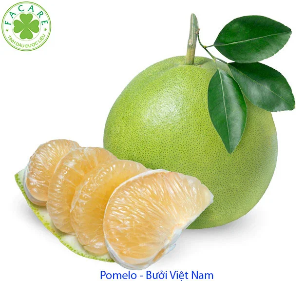 BƯỞI DA XANH POMELO
