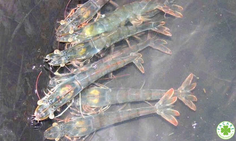 Chứng nhận VietGAP thủy sản là gì