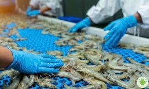 Chứng nhận VietGAP thủy sản là gì 1